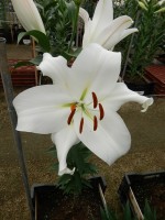 [4167 Zambesi Mak No02.JPG]